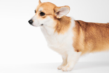 Pembroke Welsh Corgi portrait isolated on white studio background with copy space, purebred dog