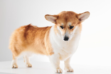 Pembroke Welsh Corgi portrait isolated on white studio background with copy space, purebred dog