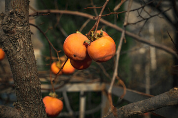 Close-up of a persimmon that hangs on the branches of a tree, harvesting, juicy fruit and ripe...