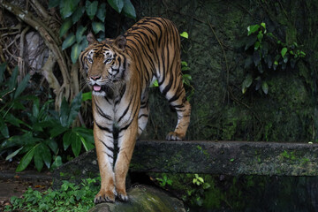 Obraz premium Close up Indochinese tiger is beautiful animal and dangerous in forest