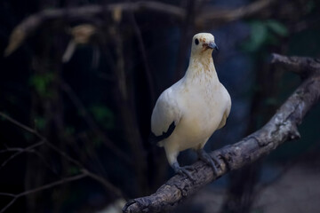 The pied imperial pigeon bird is rest in the garden