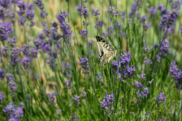 Old World Swallowtail or common yellow swallowtail (Papilio machaon) sitting on lavender in Zurich, Switzerland