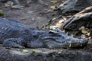 The thai crocodile rest on the garden