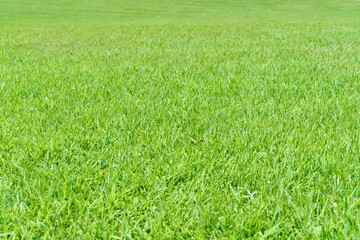 きれいなグリーン一面の芝生