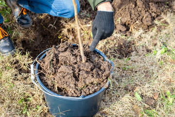 Fototapeta premium gardener points to the grafting site of a fruit tree planted in a container. Fruit growing.