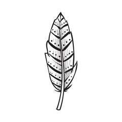 feathers handdrawn illustration