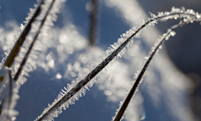 Rime ice -  winter meadow landscape with frosty ice on grass and sedge plants.