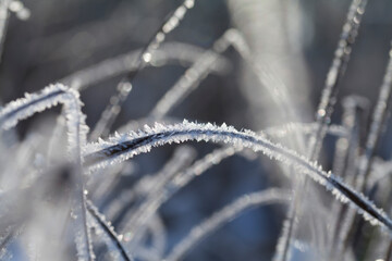 Rime ice -  winter meadow landscape with frosty ice on grass and sedge plants.