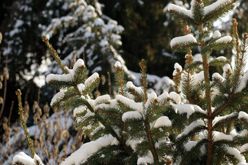 Fir tree branches covered with white snow in winter. A close up photo. The snow glitters in the sunlight.