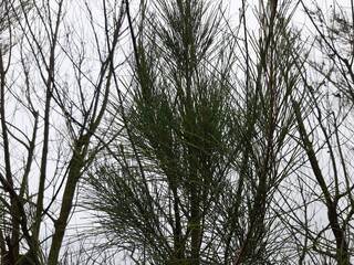 Casuarina