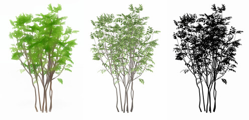 Set or collection of Japanese Sapphireberry trees, painted, natural and as a black silhouette on white background. Concept or conceptual 3d illustration for nature, ecology and conservation, strength