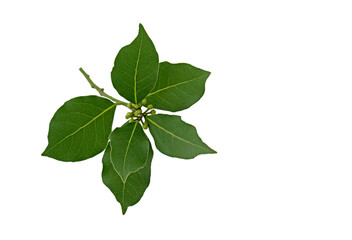 A branch of the Laurel (Laurus nobilis) tree, has aromatic leaves used for making soaps and cosmetics and also spicing fish and meat meals