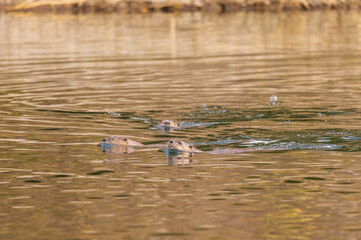 River Otter Swimming in a River in Autumn in Wyoming