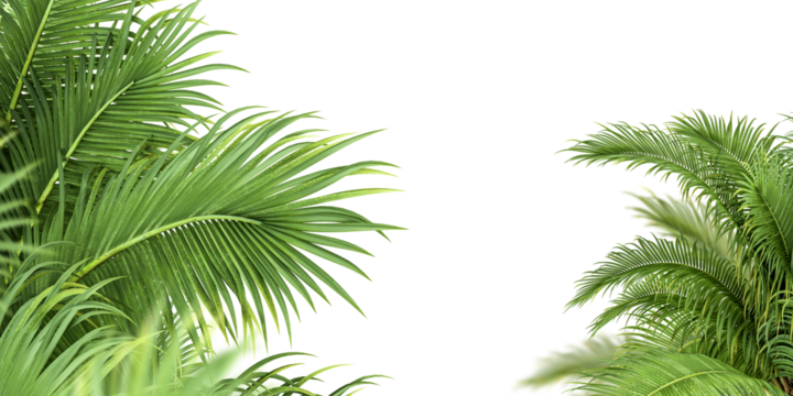 Close up palm leaf isolated on white