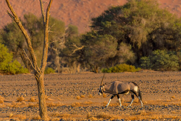 Gemsbok or South African oryx (Oryx gazella), namib-naukluft national park, namibia
