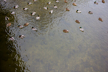 a flock of ducks in a winter pond
