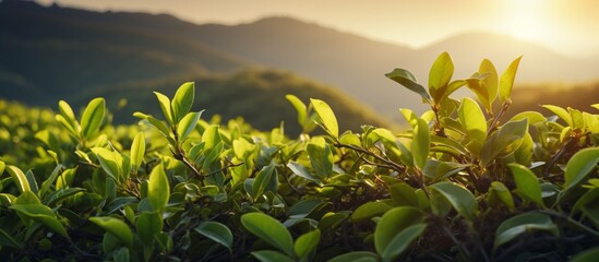 tea plantation background, tea plantation in morning light, Green tea buds and leaves at early morning on plantation. - obrazy, fototapety, plakaty