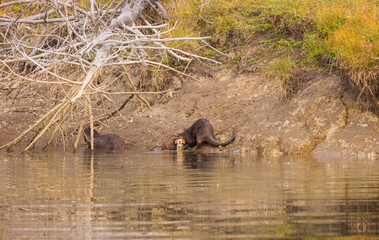 River Otter Eating a Fish on a Riverbank in Autumn in Wyoming