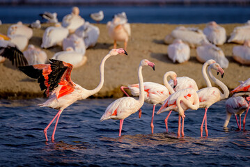 Greater flamingo (Phoenicopterus roseus)