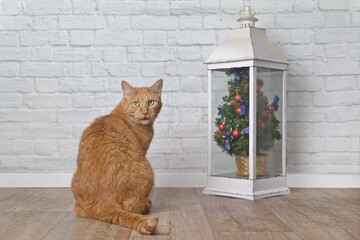 Funny red cat next to a small christmas tree  looks grimly at the camera. 