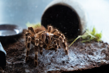 A spider injects venom into a madagascar cockroach in a terrarium close-up. Acanthoscurria...