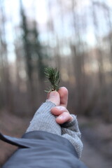 Gloved hand holding pine branch close up