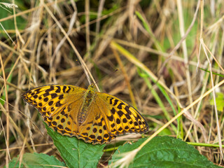Dark Green Fritillary. Wings Open.