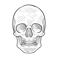 human skull handdrawn illustration