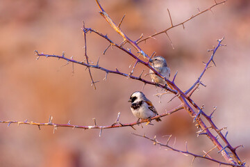  cape sparrow, Damaraland, Twyfelfontein, namibia