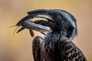 African grey hornbill (Lophoceros nasutus) closeup with a large insect prey, Etosha National Park, Namibia © Sunil Singh