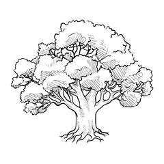 oak tree handdrawn illustration