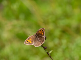 Fototapeta na wymiar Gatekeeper Butterfly Resting. Wings Open.