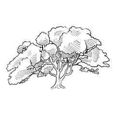 oak tree handdrawn illustration
