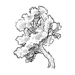 oak tree handdrawn illustration