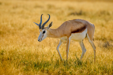 Springbok, Etosha National Park, Namibia