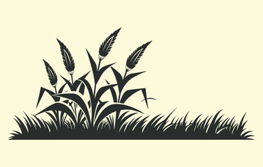 Corn plantation. Vector illustration of sweet corn sprouting in field