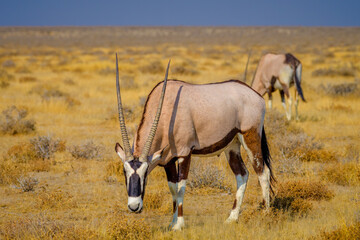 Gemsbok or South African oryx (Oryx gazella), Black-backed jackal