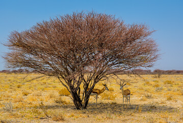Springboks take shelter from scorching heat under a bare tree, Saltpan, Etosha National Park,...