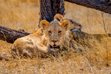 Lions take shelter in the hot sun, Saltpan, Etosha National Park, Namibia