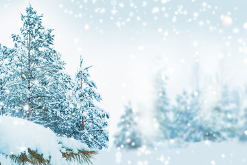 Landscape. Frozen winter forest with snow covered trees.