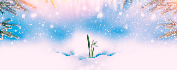 Galanthus nivalis. snowdrop flower growing in snow in early spring forest - obrazy, fototapety, plakaty