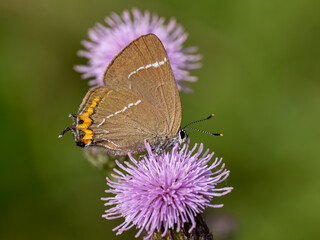 White-letter Hairstreak Feeding on Creeping Thistle