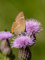 White-letter Hairstreak Feeding on Creeping Thistle