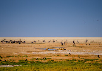 Lions and other animals congregate near watering hole, Saltpan, Etosha National Park, Namibia