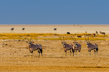 Gemsbok or South African oryx (Oryx gazella)