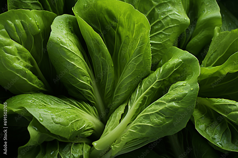 Poster lettuce - layers of green in a crisp, leafy abstract pattern.