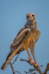 Pale chanting goshawk (Melierax canorus) Juvenile, Etosha National Park, Namibia