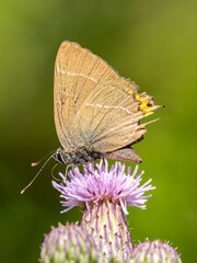 White-letter Hairstreak Feeding on Creeping Thistle