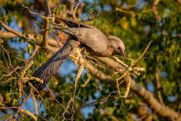 Grey go-away-bird (Corythaixoides concolor), Cubango River,  Bwabwata National Park, Namibia