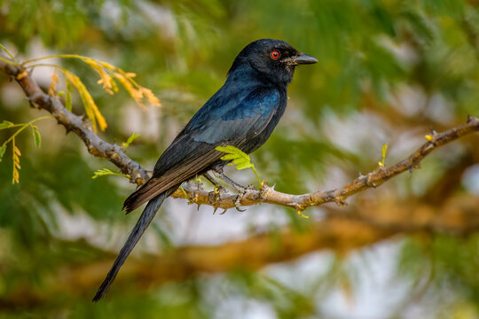 fork tailed drongo (dicrurus adsimilis), Cubango River - Bwabwata National Park, Namibia